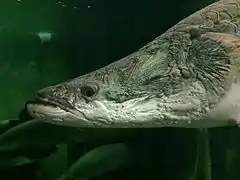 Detalle de arapaima