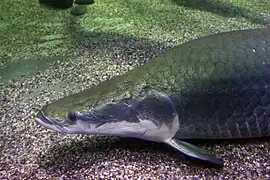 Arapaima gigasPaiche