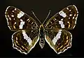 Araschnia levana f. prorsa