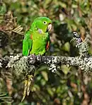 Psittacara leucophthalma en la Reserva Guainumbi, Sao Paulo, Brasil.