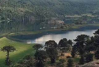 Vista del lago Pulmari y bosque de araucarias.