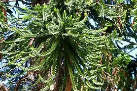 Araucaria australiana