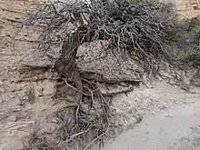 Arbol en la periferia de Udpinango.