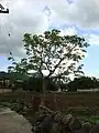 árbol de flor de Zompantle