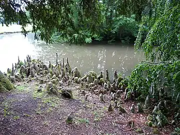 Junto al lago los neumatóforos del ciprés calvo.