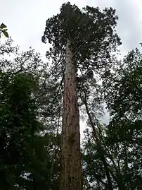 Ejemplar de Sequoya gigante en el Arboreto de Balaine.