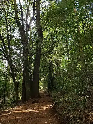 Imágenes de arboles en el campus isla teja en la Universidad Austral.