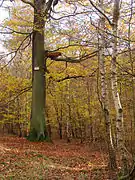 Troncos de hayas (al fondo) y abedúl (primer plano) en el arboreto.