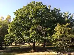 Arce campestre