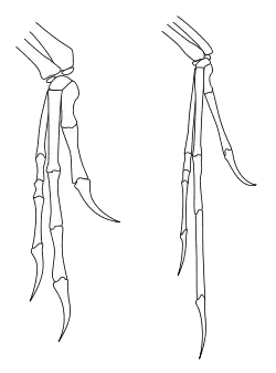 Outline of bones in forelimbs of Deinonychus and Archaeopteryx, both have two fingers and an opposed claw with very similar layout, although Archaeopteryx has thinner bones