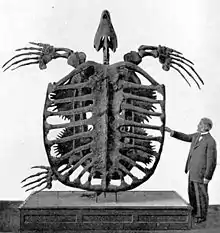 Archelon (Testudines)