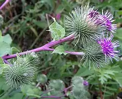 Inflorescencia en Arctium, otra asterácea, obsérvese el involucro con ganchos (verde).