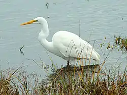 Garza blanca (Ardea alba).