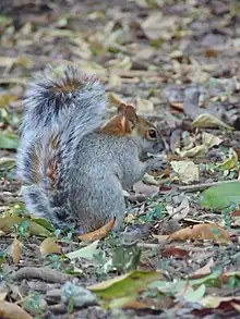 Ardilla del Bosque de Chapultepec