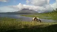 Caballo pastando en la orilla del lago con el volcán Arenal en el fondo.