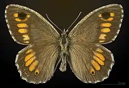 Macho, vista dorsal, Museo de Tolosa.