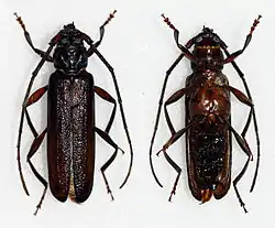 Xystrocera nigrita