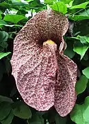 Aristolochia Gigantea.