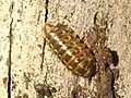 Armadillidium pictum