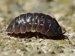 Las cochinillas de humedad o bichos bolita, crustáceos isópodos, y los gloméridos (Glomeris marginata), miriápodos diplópodos, comparten un sistema de defensa denominado conglobación.