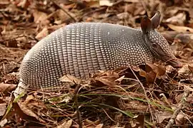 Los cuzucos comen termitas y hormigas.