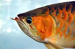 Arowana asiática (Scleropages formosus)