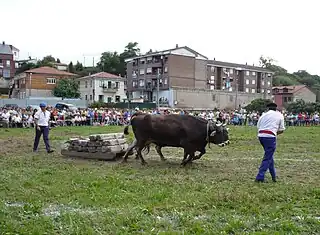 Arrastre de narras por vacas tudancas, un deporte rural de Cantabria.