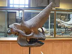 Arsinoitherium zitteli