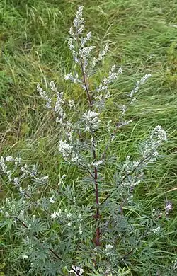 Artemisia , tierras bajas de Taymyr 24,000–10,300 YBP,  Yakutia 22,500 YBP,  Alaska y el Yukon 15,000-11,500 YBP