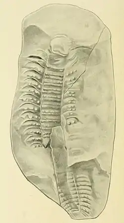 Fósil de un Arthropleura, una escolopendra gigante que vivió en el período Carbonífero.