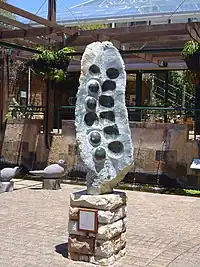 Vaina de semillas silvestres de Arthur Fata a la entrada del Jardín Botánico Nacional de Kirstenbosch en Ciudad del Cabo, Sudáfrica.