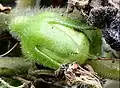 Cápsula glabra única con pedúnculo y cáliz pubescentes