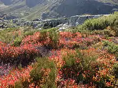 Flora de Peña Trevinca.