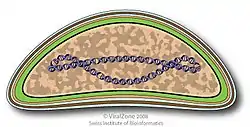 Cápside de la familia Ascoviridae que infecta animales.