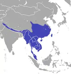 Arriba: Distribución mundialAbajo: En rojo, la distribución en Filipinas.