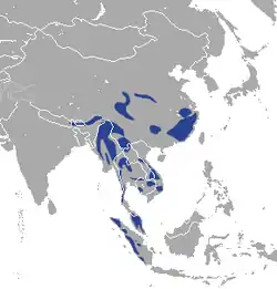 Distribución del gato dorado asiático