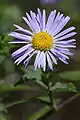 Symphyotrichum novae-angliae