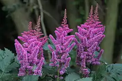 Astilbe rubra