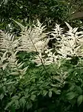 Astilbe japonica