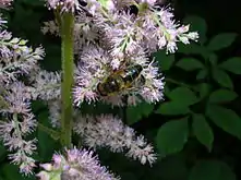 Astilbe thunbergii