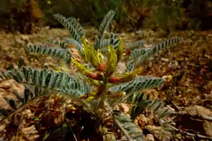 Garbancillo de Tallante (Astragalus nitidiflorus).