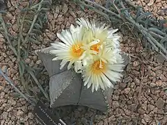 Astrophytum myriostigma