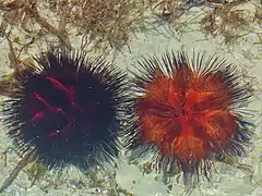 Forma negra y forma roja, en Kenia.