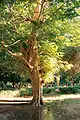 Un árbol en la isla