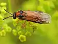 Athalia rosae en Pastinaca sativa. Alemania