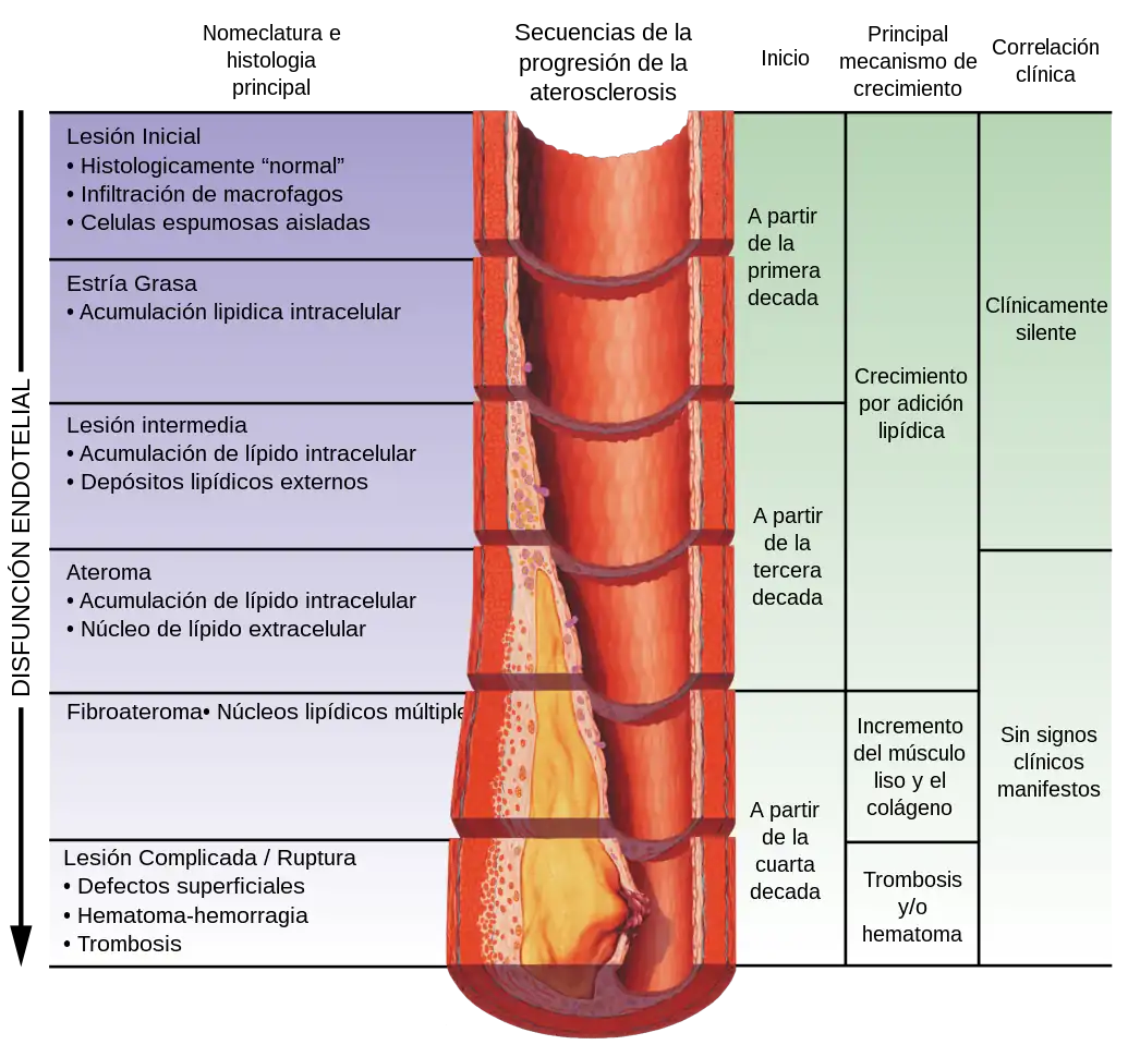 Atherosclerosis timeline - endothelial dysfunction-esp v1.1