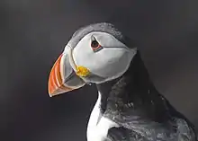 Head of a puffin showing its colourful beak