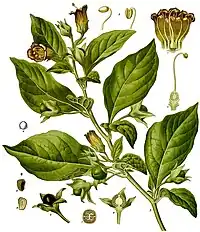 Atropa belladonna L.