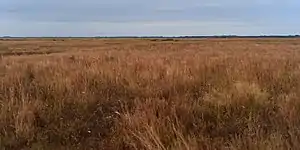 Refugio Nacional de Vida Silvestre Attwater Prairie Chicken, condado de Colorado, Texas, EE. UU. (11 de noviembre de 2017).