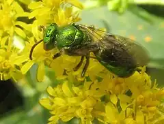 Augochloropsis metallica hembra (familia Halictidae). Pensilvania, Estados Unidos